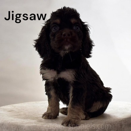 puppy, for, sale, Cocker Spaniel, Joe & Cherri  Overlease, dog, breeder, Miller, MO, dog-breeder, puppy-for-sale, forsale, nearby, find, puppyfind, locator, puppylocator, aca